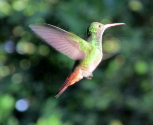 Animales en el bed and breakfast o alrededores