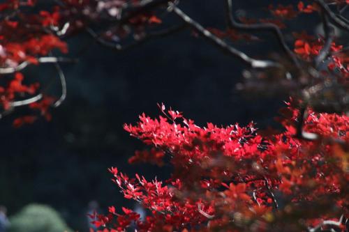 Fotografie z fotogalerie ubytování TORA HOTEL Tokyo-Rikugienn 寅ホテル 六義園 D v Tokiu