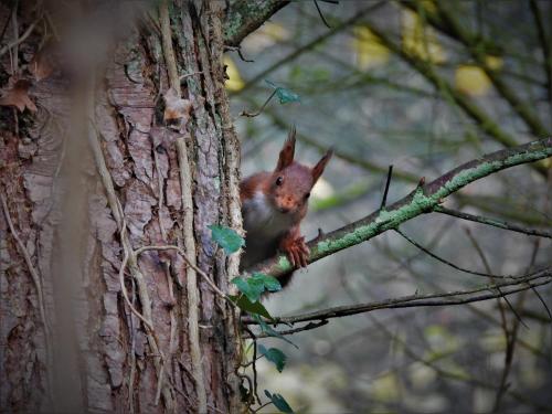 a squirrel is sitting on a tree branch at Pension Winnemuller in Cochem