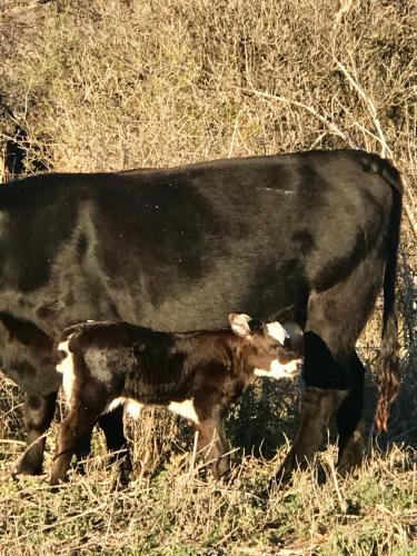 a calf standing next to a black cow in a field at City on a Hill at Spring Creek in Fredericksburg