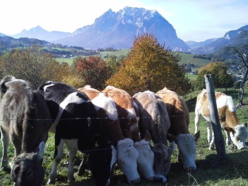 Animales en el agroturismo o alrededores