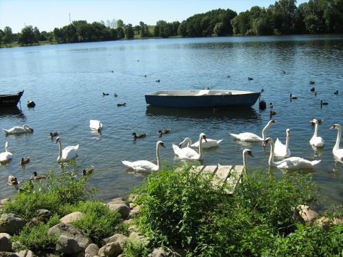 a flock of swans in a lake with a boat at Dom Wczasowy Pięciu Pomostów in Czaplinek