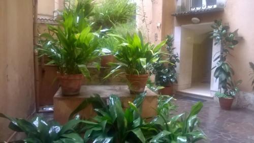 a group of potted plants in a room at 2 Be Home Colosseo in Rome