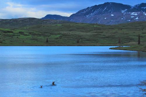two people are swimming in a large body of water at Caribou Lodge Alaska in Talkeetna