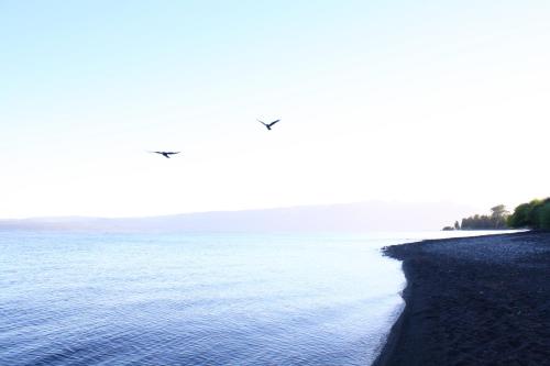 two birds flying over a beach next to the water at Cabañas Playa Linda in Pucón