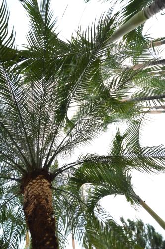 Ceiba BlancaにあるZafra Hotelのギャラリーの写真