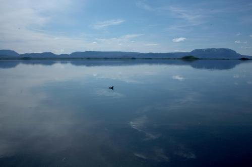 a bird sitting on top of a large body of water at Gotuhus - Ocean View Apartment in Hellissandur