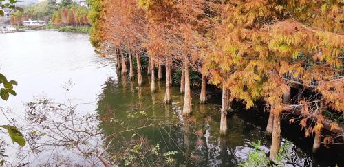 a row of trees in the water next to a river at Ze Hu B&B in Yuchi