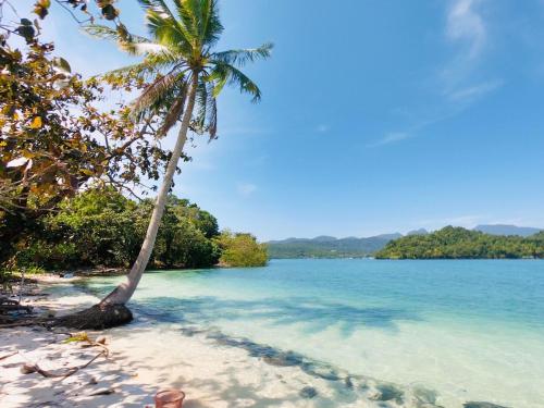 a palm tree on a beach with the ocean at Parama Koh Chang in Ko Chang