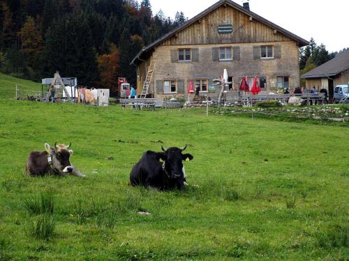 due mucche stese in un campo di fronte a una casa di Jausenstation Neuschwand a Hittisau