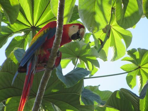 a colorful parrot sitting on a tree branch at Drake Bay Greenleaf in Drake