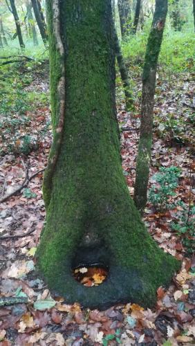 a tree with a hole in the base of it at Relais de la poste suite in Monclar-de-Quercy