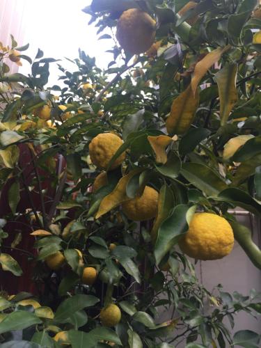 a bunch of lemons growing on a tree at Guest house daisho oshiro asobi in Matsue