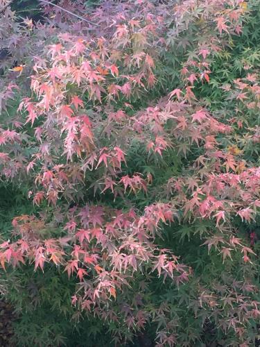 a group of leaves on a green bush at Guest house daisho oshiro asobi in Matsue