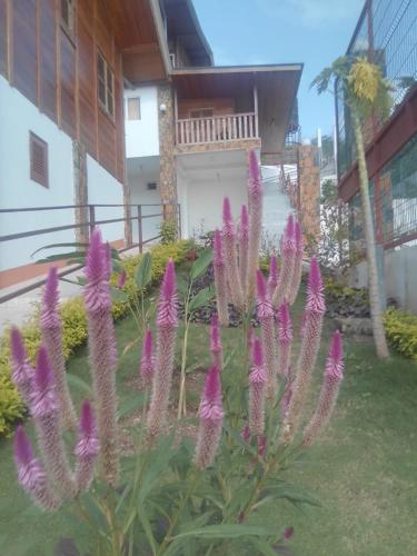 a bunch of purple flowers in front of a house at Domus Guesthouse in Santana