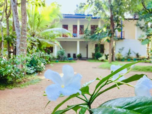 a house with blue flowers in front of it at Sigiri Rainbow Lodge in Sigiriya