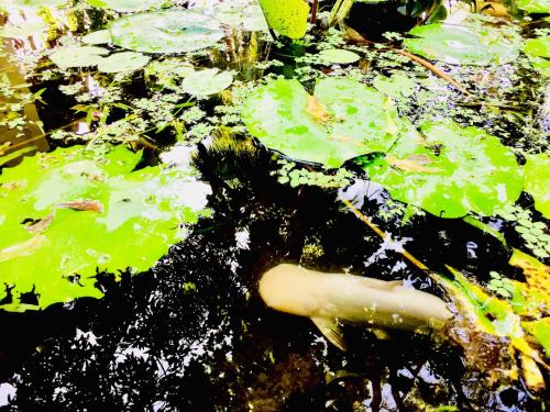 a pond filled with lots of green lily pads at Sigiri Rainbow Lodge in Sigiriya