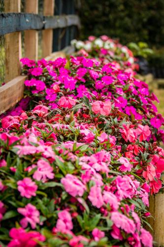 a bunch of pink flowers in a garden at Hotel Bariloche in Santa Rosa de Cabal