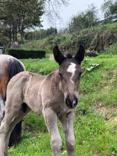 a baby donkey standing in a field of grass at Casa rural en plena naturaleza Lic UVTR1524 in Eguíllor