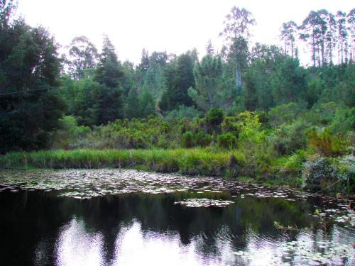 um rio com folhas de lírios sobre a água em Hindthausen em Knysna