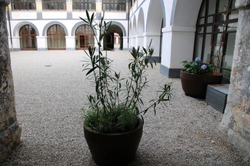 a group of potted plants sitting in a courtyard at Samostan Mekinje in Kamnik