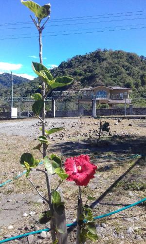 a red flower on a plant in a field at Breathtaking Volcan Mountain/River Views in Volcán