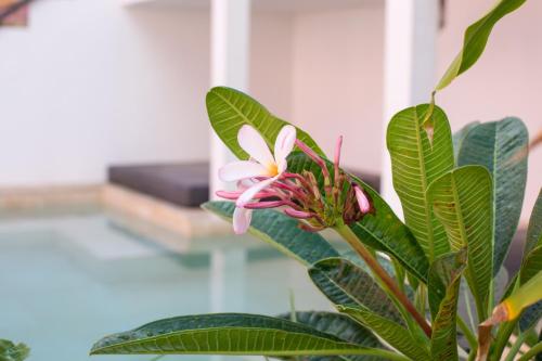 a plant with a pink flower in a room at BOHO Bohemian Boutique Hotel in Willemstad