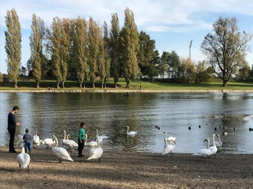 a group of swans on the shore of a lake at EVA Rooms & Studio Apartment in Karlovac