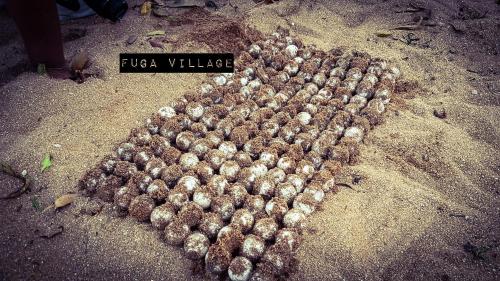 a large group of birds sitting in the sand at Fuga Village BeachGetaway in Melaka