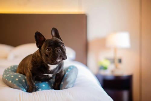 a small dog sitting in a chair on a bed at Hyatt Regency Chongming in Chongming