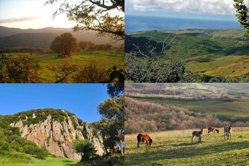 four different pictures of horses grazing in a field at Le casette di Frà al Bondì in Santa Severa