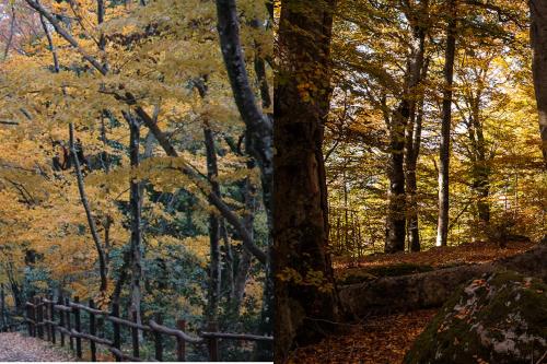 a forest with fall leaves and a fence at Le casette di Frà al Bondì in Santa Severa