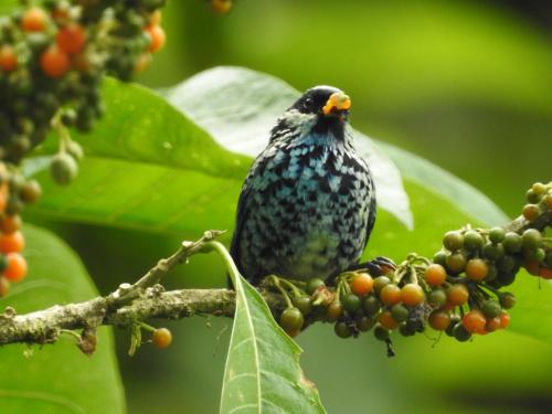 a bird sitting on a branch of a tree at Biohostal Mindo Cloud Forest in Mindo