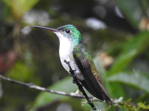 a hummingbird perched on a tree branch at Biohostal Mindo Cloud Forest in Mindo