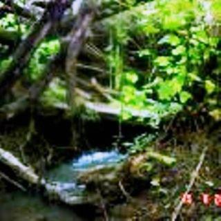a blurry picture of a stream in a forest at Rothschild Galilee Hospitality in Hagoshrim