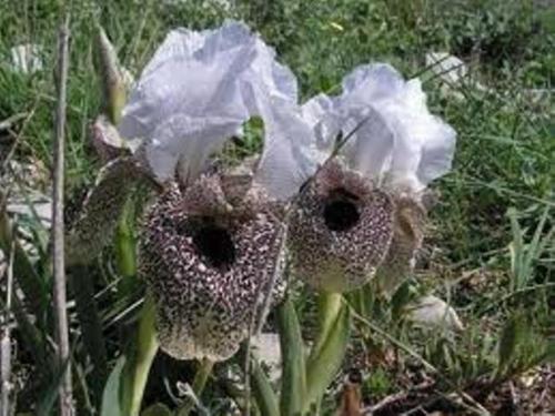 two white flowers are standing next to each other at Rothschild Galilee Hospitality in Hagoshrim