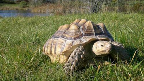 Zvířata v penzionu – hostince nebo okolí