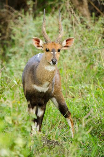 ロッジの敷地内または近くにいる動物