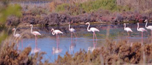 a group of flamingos standing in the water at Hôtel Le Méditerranée in Hyères
