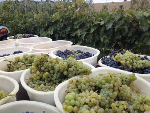 a bunch of grapes in white bowls in a field at Agriturismo San Carlo in Pomarance