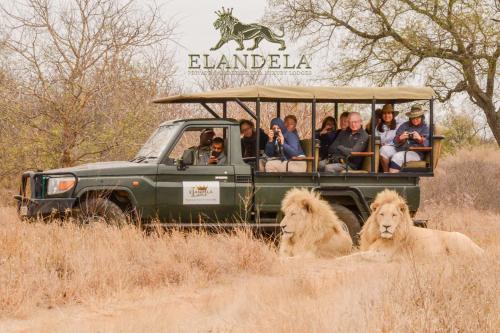 un groupe de personnes dans un véhicule safari avec des lions dans l'établissement Elandela Private Game Reserve and Luxury Lodge, à Hoedspruit
