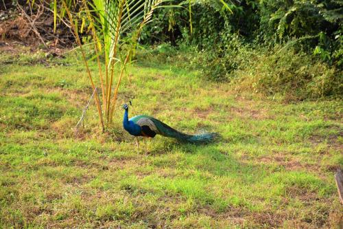 a peacock standing in a field of grass at Ashansa Lagoon Resort in Tangalle