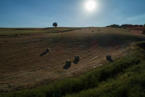 a group of animals grazing in a field at Agriturismo San Carlo in Pomarance
