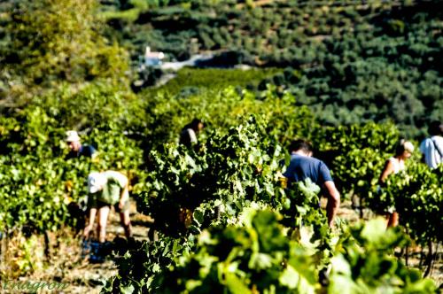 a group of people working in a field of trees at Enagron Ecotourism Village in Axós