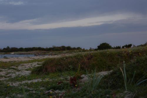 a field with grass and weeds on a beach at Hotell Persnäs in Persnäs