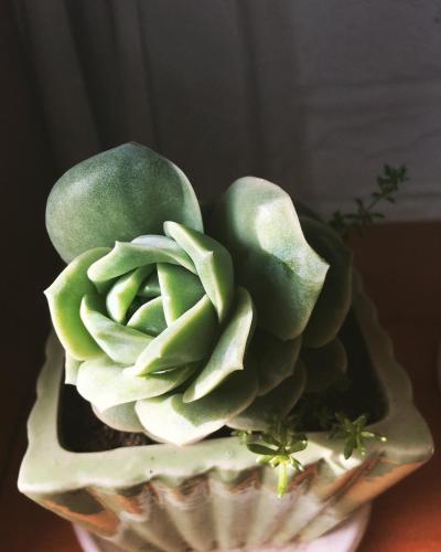 a green plant in a bowl on a table at Selena Dalat Homestay in Da Lat