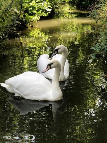 three white swans swimming in the water at Domaine du Plessis in Le Plessis-Luzarches