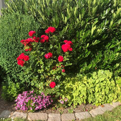 a garden with red flowers and green plants at Villa Elena in Malmö