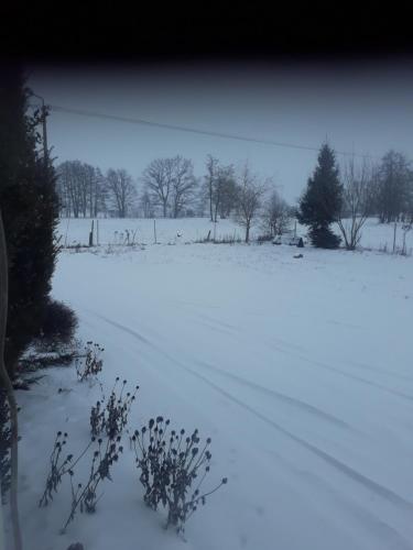 a snow covered field with trees in the distance at bizon in Sadowne