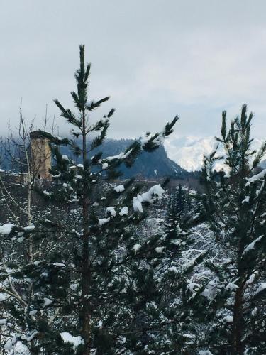 a view of a snow covered mountain with trees at Guesthouse AlpenRose in Mestia